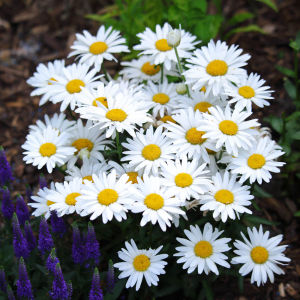 Shasta Daisy Silver Princess Flower 100 Seeds Beginner Friendly Easy Grow