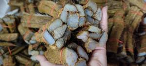 พร้อมส่ง หนังควายจี่ ( เผา) จี่ทุบ หนังควายเผา หนังควายเค็ม หนังแกงขี้เหล็ก หนังเค็ม หนังเค็มจี่ หนังควายแท้ แบบเผาสำเร็จรูป