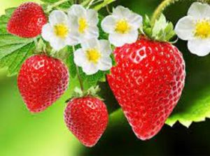 STRAWBERRY SEEDS HEAT TOLERANCE