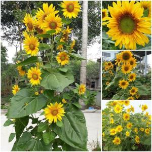 Hạt giống hoa hướng dương siêu bông ( hướng dương tháp ) CT180 - Gói 30 hạt