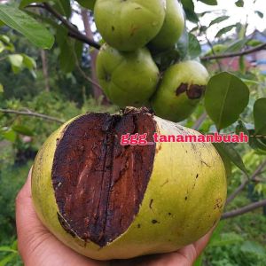 Bibit Black Sapote Unggul super cepat berbuah