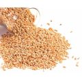 BENIH RUMPUT GANDUM 250 GRAM WHEAT GRASS SEED. 