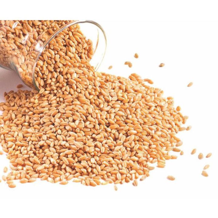 BENIH%20RUMPUT%20GANDUM%20250%20GRAM%20WHEAT%20GRASS%20SEED%20-%20Image%208
