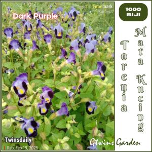 GG | 1000 Benih Bunga Torenia Mata kucing Warna Dark Purple