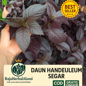 Daun Ungu Segar (Handeuleum) – Herbal Alami untuk Kesehatan Pencernaan & Wasir