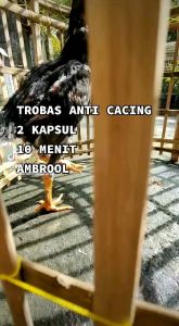 TROBAS Obat Cacing untuk Ayam