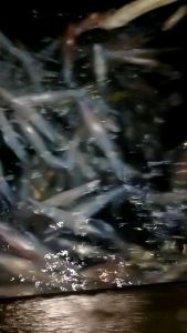 Candat Sotong Custom 2.5