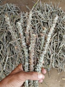 Tanaman Herbal Stek Batang Brotowali/Stek batang Antawali/Bibit Brotowali/Fresh Cutting Brotowali 2