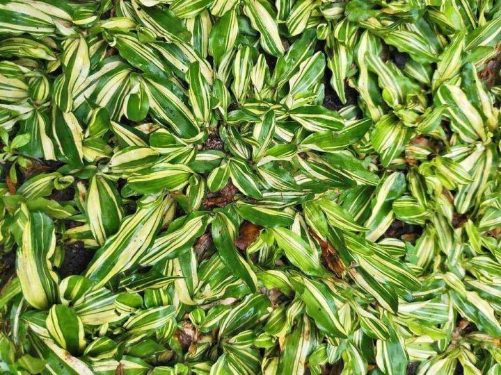 VARIEGATED FROG GRASS LAWN SEEDS | Lazada PH
