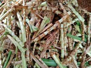 BIBIT RUMPUT ODOT 1 KG ( +- 20-30 BATANG ) KUALITAS PREMIUM