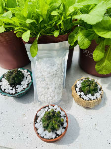 Sỏi Trắng Tự Nhiên Trang Trí Chậu Cây Cảnh – Gói 1kg | Decor bonsai sen đá xương rồng
