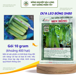 Hạt giống dưa leo sh80 sen hồng.trái bóng  đẹp  siêu trái siêu năng xuất gói từ 350.