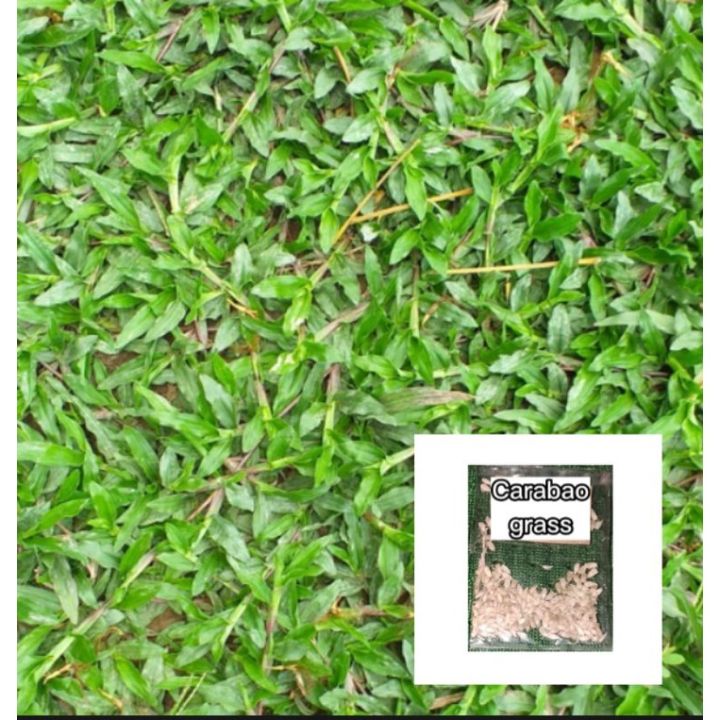 BEST carabao grass seeds (500 seeds) Lazada PH
