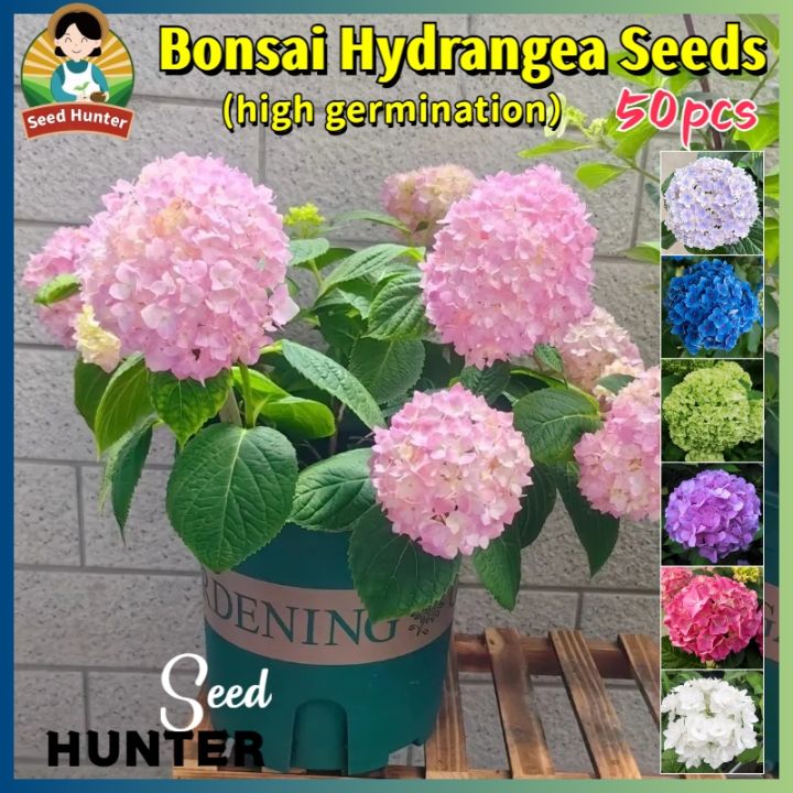 Fresh Hydrangeas Seeds for Planting Flowers (Mixed Color 50 Seed) Rare Hydrangea  Plant Seeds Balcony Potted