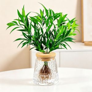 NOBLEE Plastic Hydroponic Plants Pot Self-Watering Transparent Flowerpot Creative Green Plant Office Bonsai Decor