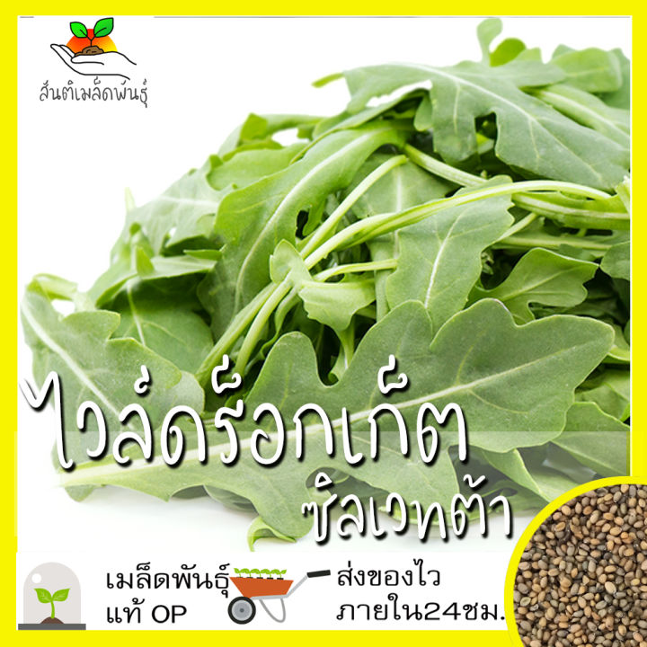 เมล็ดพันธุ์ไวล์ดร็อกเก็ต ซิลเวทต้า Sylvetta Wild Rocket Seed