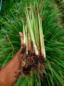 (พร้อมส่ง)ต้นตะไคร้แกง ต้นพันธุ์ตะไคร้ ติดรากพร้อมปลูก