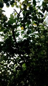 BUAH BIDARA ARAB (SIDR) kemasan STANDING POUCH | LANGSUNG DIPETIK DARI POHONNYA