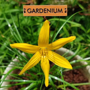 Umbi Bunga Rain Lily Flavissima - Rainlily Zephyranthes Hybrid