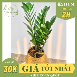 CÂY KIM TIỀN(cao 25-30cm) cây phong thủy hút tài lộc trang trí nhà cửa GIÁ RẺ lọc không khí Cây Tươi Nguyên CTN0250