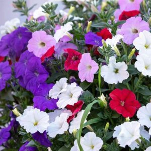 Petunia Potted Plant Easy to Grow All Seasons Climbing Vine Plant for Balcony Outdoor Garden Double Petal 0k Xiaolinghua