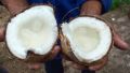 Pokok Kelapa Jelly. 