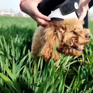 Adjustable Size Cats Chest Back Tractions Rope Set Walking Cats Harness with Bear Decals Pet Harness for Cats Product