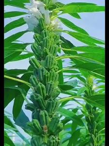 Black sesame white sesame black sesame for use in vegetable fields all year round