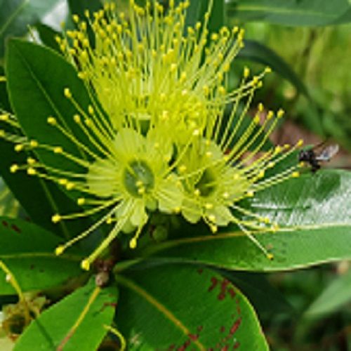 50 BENIH [SEGAR] Golden Penda Flower Tree🌻 Honey Plant🐝黄金熊猫花树苗🌻蜜源植物🐝Bunga Penda Emas Plant Tumbuhan Madu🐝 Xanthostemon Chrysanthus / Xanthostemon Youngii bunga kesukaan kelulut