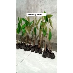 Bibit Durian Mimang Super