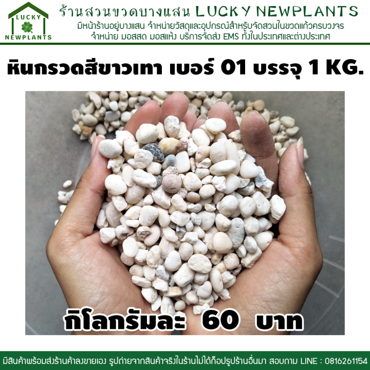 หินกรวดแม่น้ำสีขาวเทาธรรมชาติ เบอร์ 1 ขนาด 1 กก. ราคา 60 บาท
