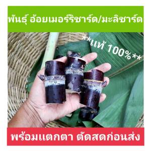 อ้อย พันธุ์อ้อย ข้อตาอ้อย มะลิชาร์จ เมอร์ริชาร์ด อ้อยเคี้ยวอ้อยควั่น 15ข้อตา อ้อยหวานทานสด อ้อยปลูกประดับสวยงาม ตัดสดจากไร่