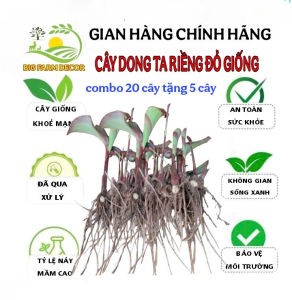 combo 20 cây dong riềng đỏ giống