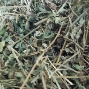 Cà gai leo chuẩn hàng loại 1 nhiều lá 82k 1 kg