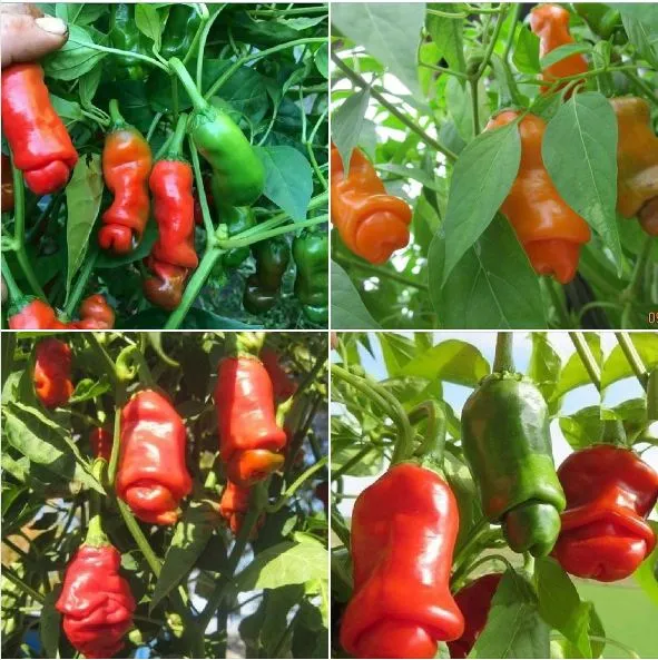 Có Hình - Sao tụi mày ko trồng ớt, trồng cây gì nhỏ nhỏ bán nhỉ. | Page 4