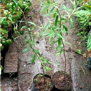 Eucalyptus / Melaleuca leucadendra -  - Pokok Kayu Putih / Gelam - नीलगिरी / मेलाल्यूका पौधा Eucalyptus (Melaleuca leucadendra) – Aromatic Healing Tree Medicinal Leaves Fast Growing Tropical Shade Tree LIVE PLANT