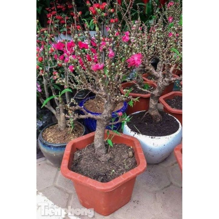 C%C3%82Y%20%C4%90%C3%80O%20TI%E1%BA%BEN%20VUA%20-%20Image%201