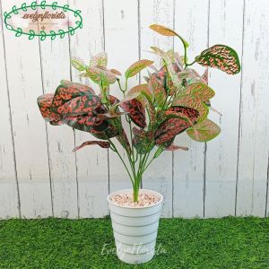 Tanaman Imitasi Pohon Hias Aglonema Ruby X9 Pot Ulir Cemara Dekorasi Meja Ruang Tamu