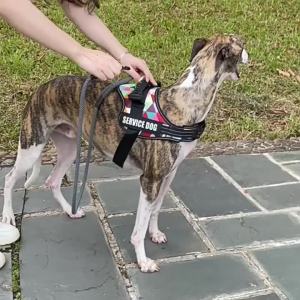 Adjustable Nylon Dog Harness Personalized ReflectiveHarness for Small Medium Large Dogs No Pull Dog Harness Leash2026