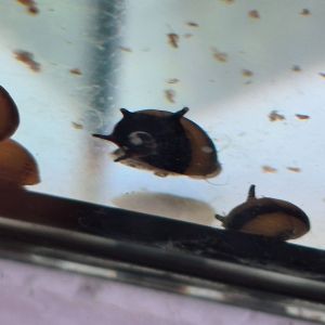 Horned nerite snail horn nerite snail live aquatic snail algae cleaning snail fresh water aquarium snail aquascape live snail  cleaner snail.| TAG Ecohill