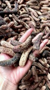 Chuối rừng Tây Nguyên loại 1
