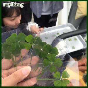 ruyifang 1 5 10 tấm bưu thiếp cỏ ba lá may mắn thiệp chúc mừng cỏ tự nhiên trong suốt để đánh dấu