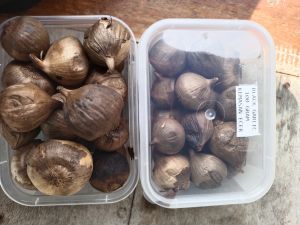 Bawang Tunggal Black Garlic Banyak manfaatnya untuk kesehatan Tubuh