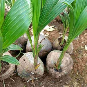 Bibit Kelapa Pandan Wangi Asli Thailand Berkualitas Unggul