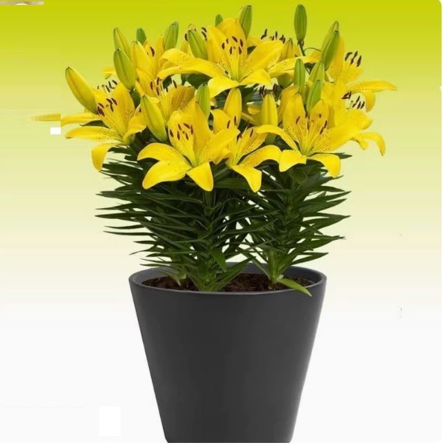 B%E1%BB%99%205%20c%E1%BB%A7%20gi%E1%BB%91ng%20hoa%20ly%20l%C3%B9n%20hoa%20m%C3%A0u%20v%C3%A0ng%20-%20Image%206