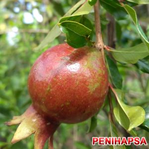 Bibit Delima Merah Jumbo Kondisi Berbunga