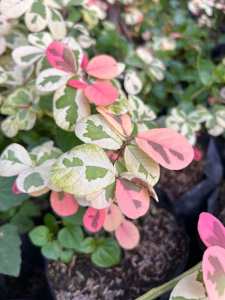 monaica live decoration