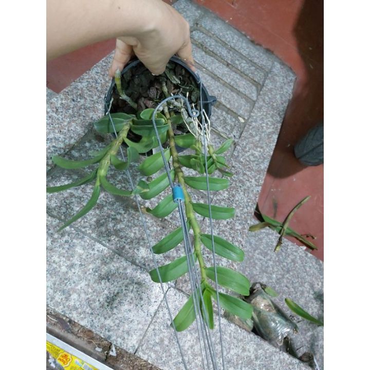 Phi%20%C4%91i%E1%BB%87p%20r%E1%BB%ABng,%20L%E1%BB%99c%20B%E1%BA%AFc%20nh%C3%A2n%20kie%20-%20Image%207