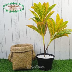 Pohon Daun Puring Worten X2 T50 Semi Latex Artificial Pot Dasar Hitam Cover Anyaman Purun Handle Small Dekorasi Aesthetic Pajangan Ruang Tamu