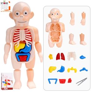 Kids Montessori 3D Puzzle Human Body Anatomy Model Learning Organ Assembled Toy Children Early Educational Teaching Tool